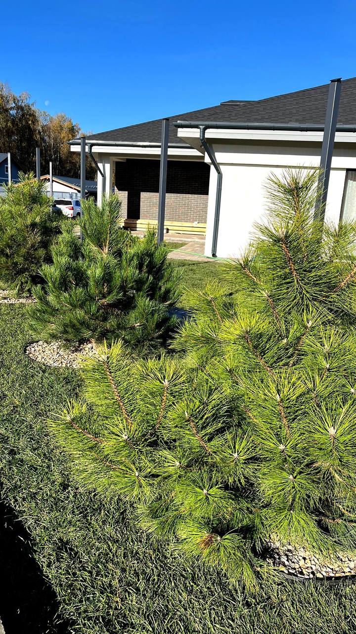 Посадка растений мини 3